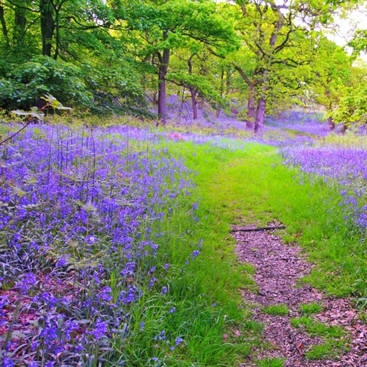 Wild Bluebell JoMalone Type Fragrance Oil for Candle and Soap Making