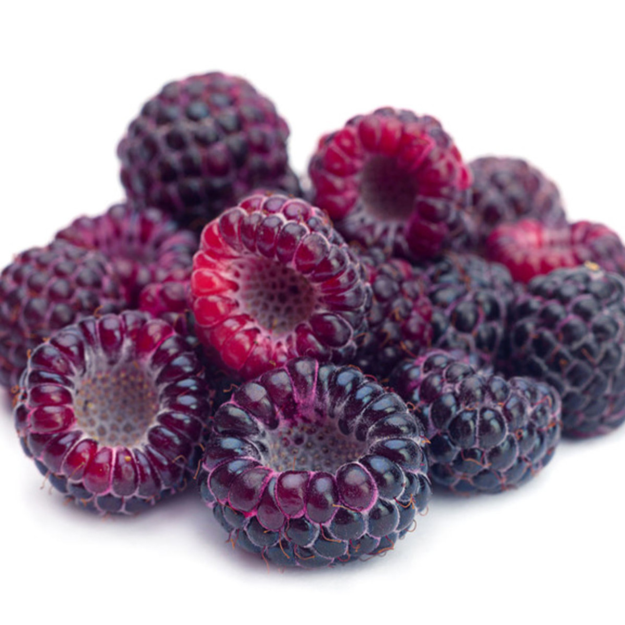 Black Raspberry Vanilla (BBW Type) Fragrance Oil for Candle and Soap Making