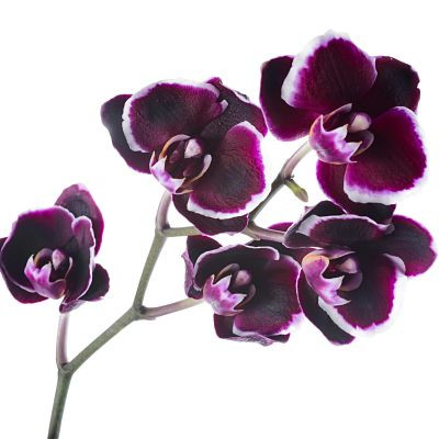 Fragrance Oil - Page 1 - New York Scent