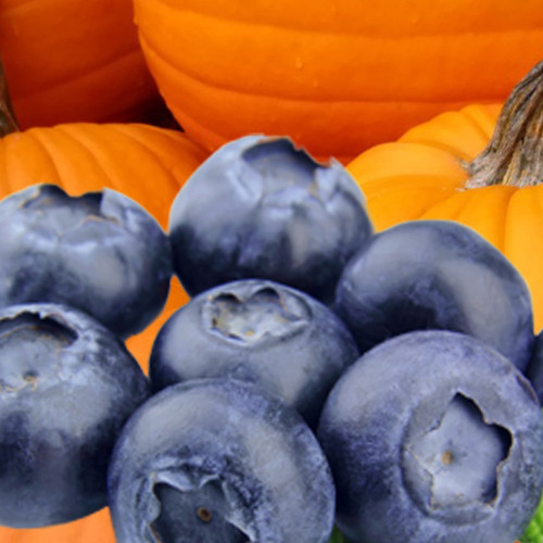 Blueberry Pumpkin Patch (BBW type) fragrance oil for soap and candle making from New York Scent