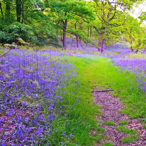 Wild Bluebell (JoMalone Type) Fragrance Oil for Candle and Soap Manufacturing from New York Scent