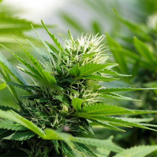 Cannabis fragrance oil for soap, bath & body, and wax products. From New York Scent Cannabis fragrance oil for soap, bath & body, and wax products. From New York Scent