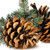 Pine Cones fragrance oil for soap and candle making from New York Scent