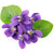 Violet Lime fragrance oil for soap and candle making from New York Scent