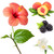 Green Hibiscus & Peach fragrance oil from New York Scent. For candles and soap making. Skin Safe