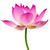 Pepperberry Waterlily fragrance oil from New York Scent. For candles and soap making. Skin Safe