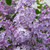 Lilac Flowers fragrance oil from New York Scent. For candles and soap making. 