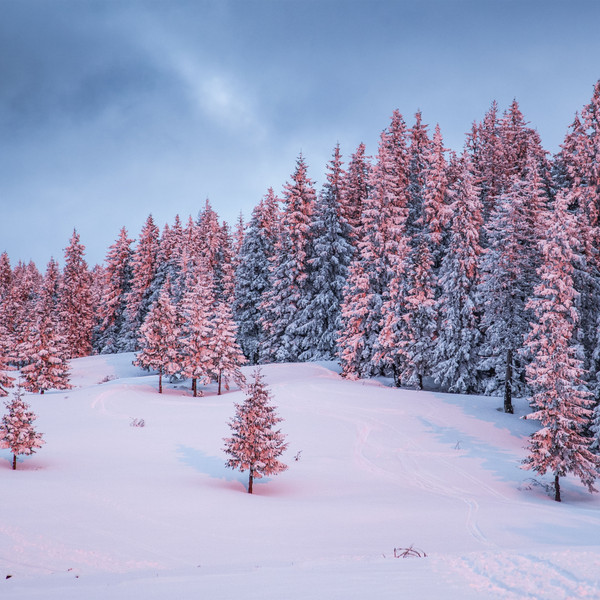 Pink Evergreens fragrance oil for soap and candle making from New York Scent