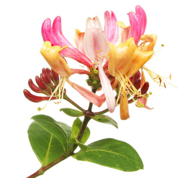 Honeysuckle & White Patchouli fragrance oil from New York Scent. For candles and soap making. Skin Safe