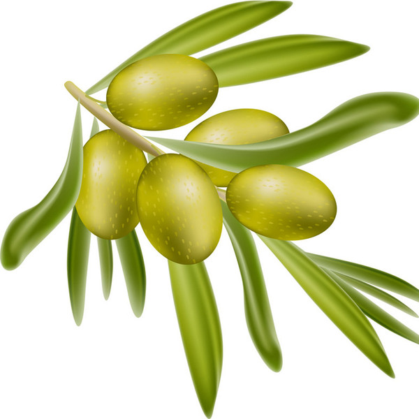 The Olive Branch (Lush type) Fragrance Oil for soap and candle making. From New York Scent