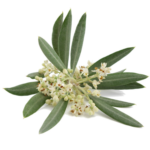 The Olive Branch (LushType) Fragrance Oil