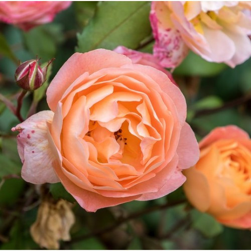 Apricot Rose Fragrance For Soap And Candle Making New York Scent