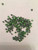 Light Peridot