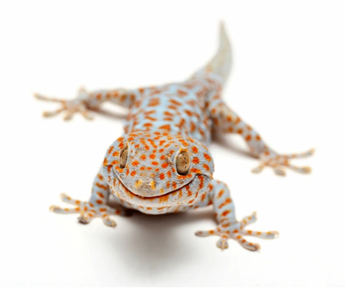 Tokay Gecko (Gekko gecko) Tokay Gecko (Gekko gecko)