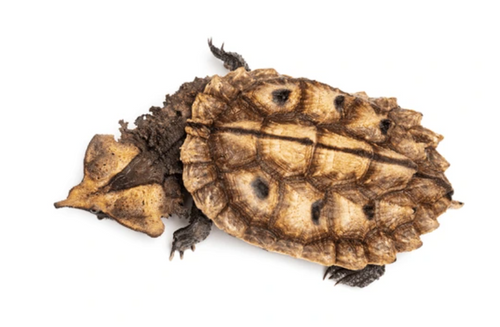 Mata Mata Turtle, Baby (Chelus fimbriata)