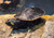Pink-Bellied Sideneck Turtle (Emydura subglobosa) Pink-Bellied Sideneck Turtle (Emydura subglobosa)
