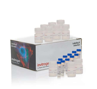 CYQUANT MTT CELL ASSAY KIT