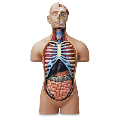 MODEL, TORSO, HUMAN ANATOMY DELUXE, 4D, 15 IN W/ 54 DETACHABLE ORGANS & PARTS, DISPLAY STAND