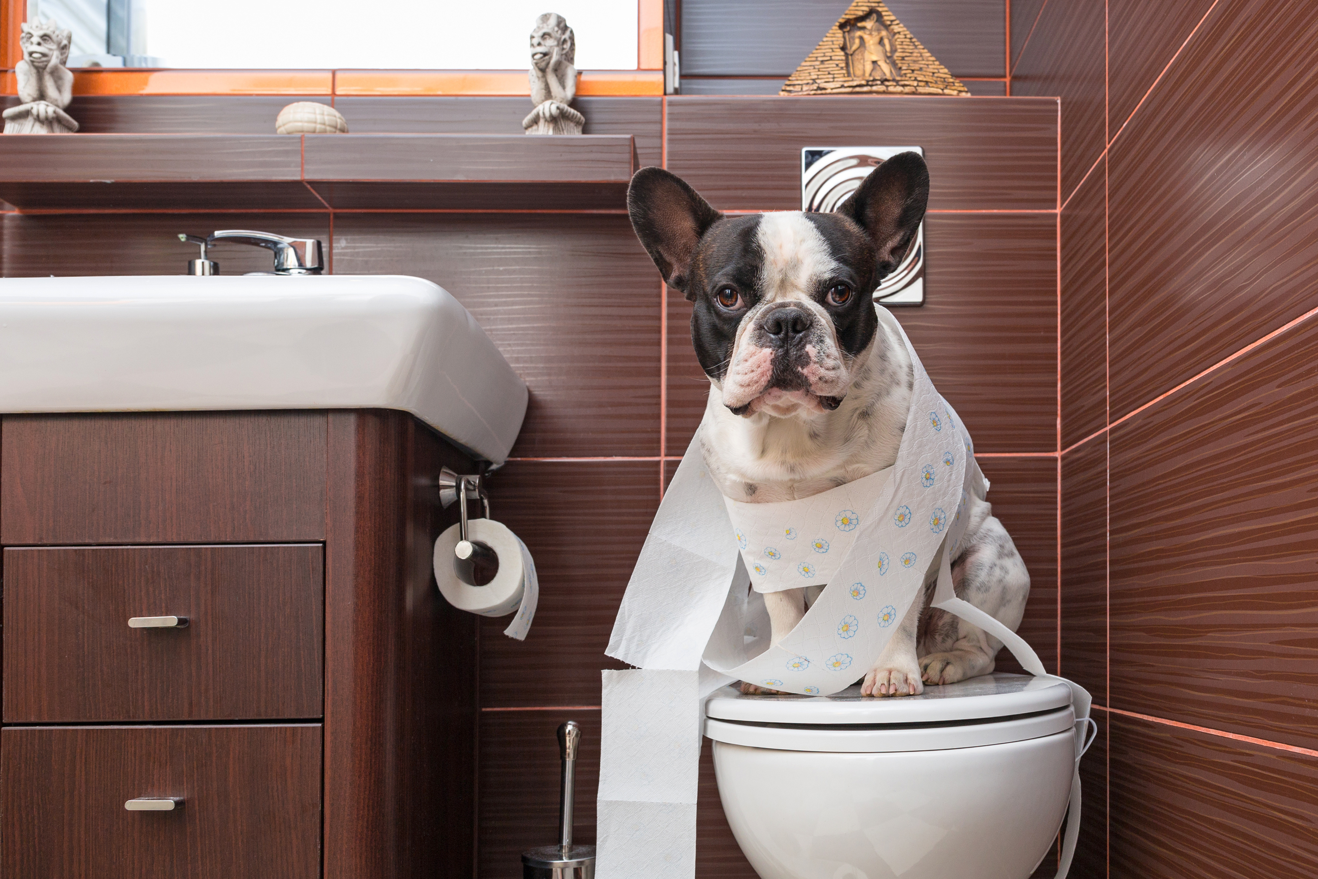 Bidets for Pet Owners: Can They Help with Cleaning and Hygiene?