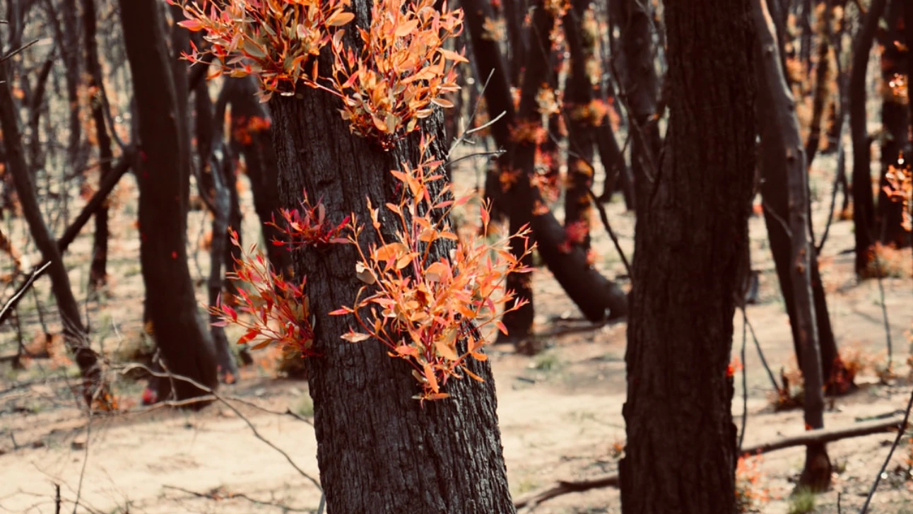 Bidets are Greener than Toilet Paper
