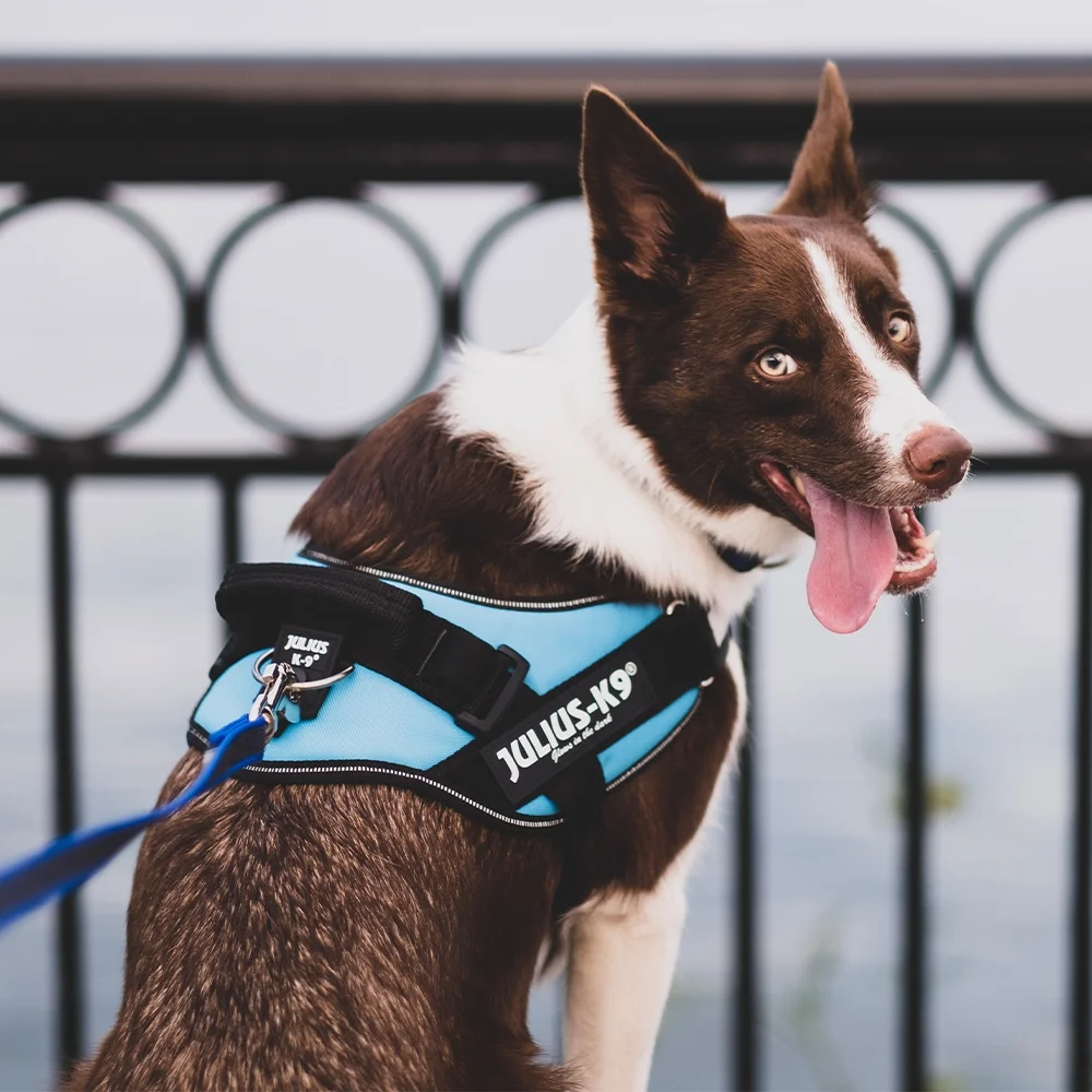 Everday Dog Harnesses