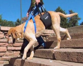 Rehabilitation Harnesses