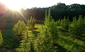 Image - What Marijuana’s Move to Schedule III Means for the Hemp & Wellness Market