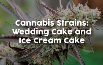 Image - Wedding Cake and Ice Cream Cake Cannabis Strains