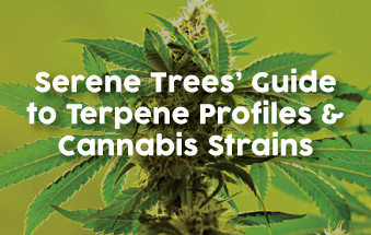 Serene Trees’ Guide to Terpene Profiles & Cannabis Strains Image - Serene Trees’ Guide to Terpene Profiles & Cannabis Strains