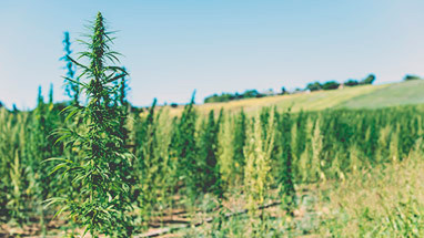 Where does CBD come from? An easy overview | Serene Tree Image - Where does CBD come from? An easy overview | Serene Tree