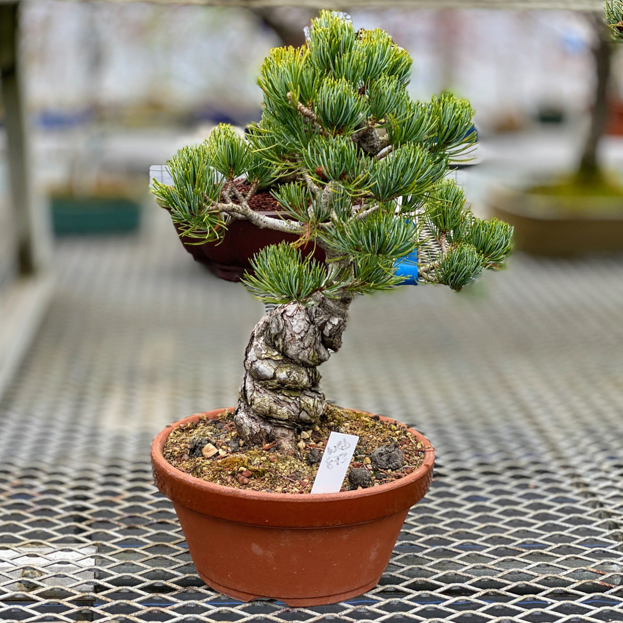 Imported Japanese White Pine Bonsai Tree New England Bonsai Gardens