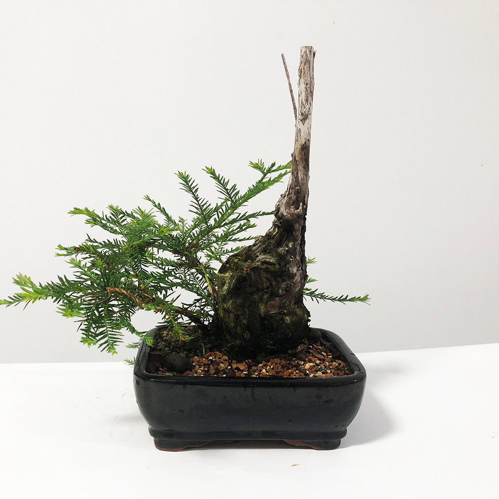 Collected Metasequoia Redwood Bonsai Tree New England Bonsai Gardens