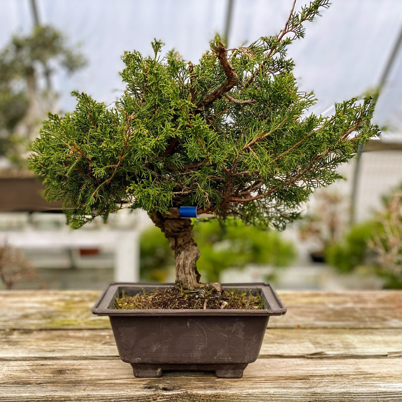 15 Year Old Itoigawa Juniper Bonsai Web883 New England Bonsai Gardens