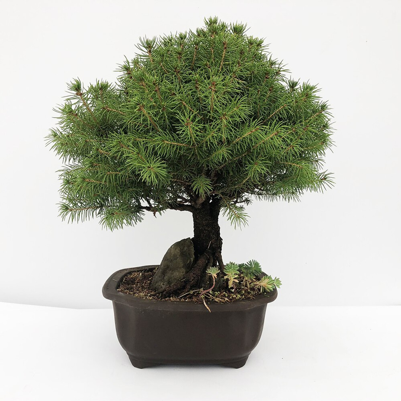 50 Year Old Dwarf Alberta Spruce New England Bonsai Gardens