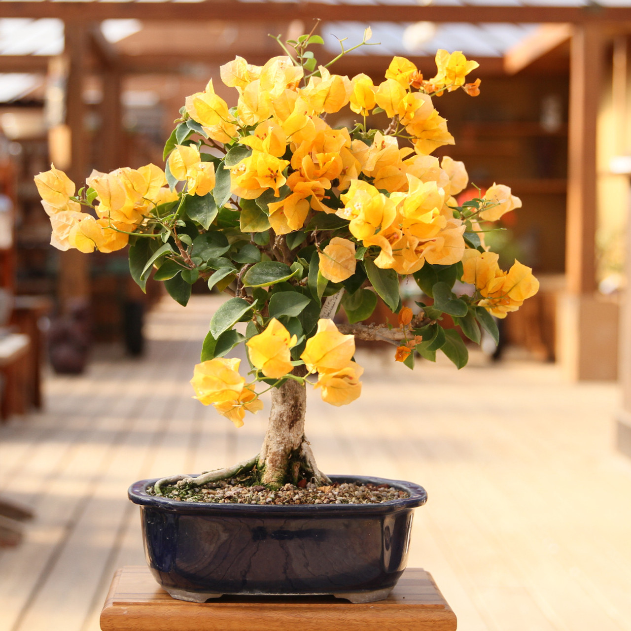Bougainvillea Yellow Flower Tropicals New England Bonsai