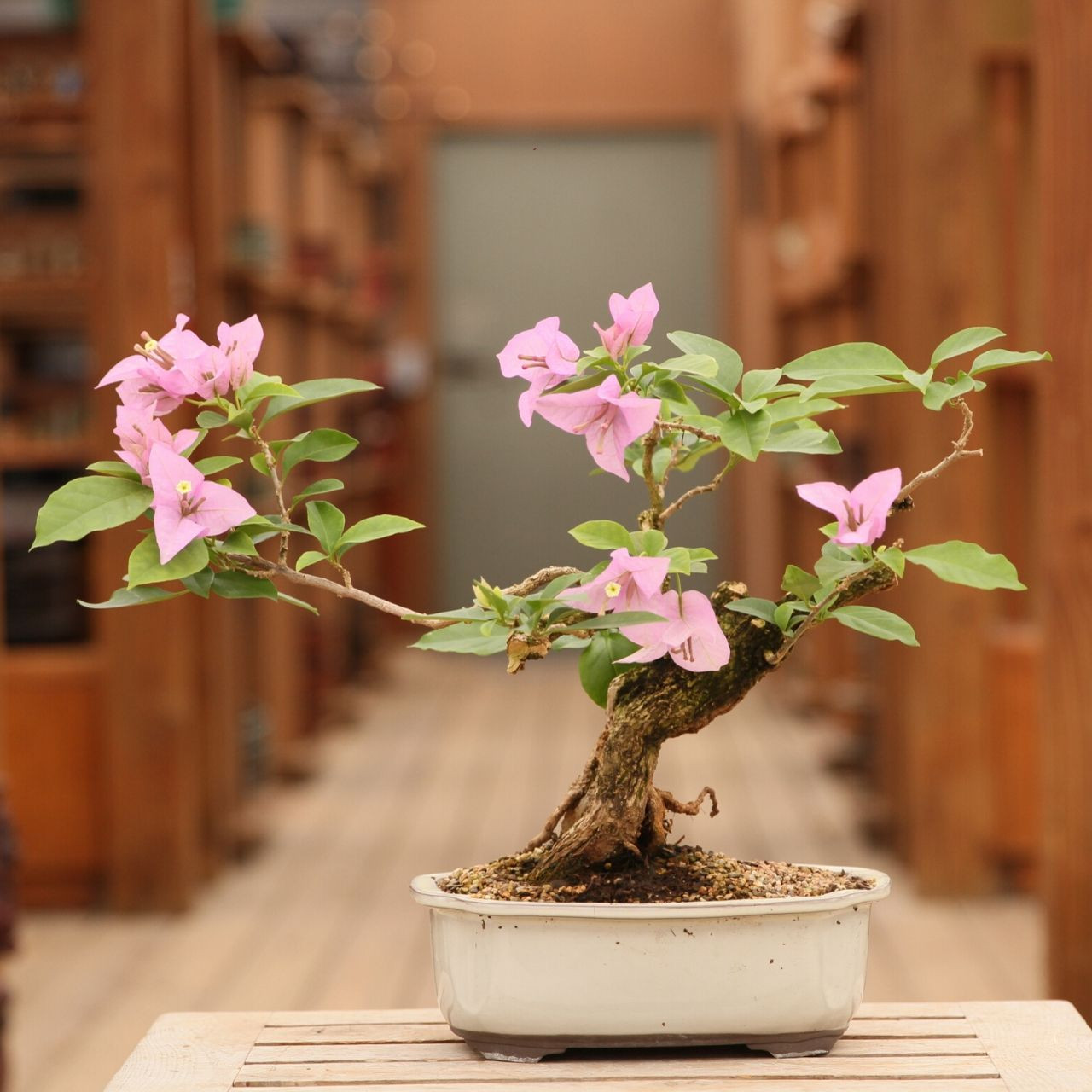 Bouganvillea With Pink Flowers New England Bonsai Gardens