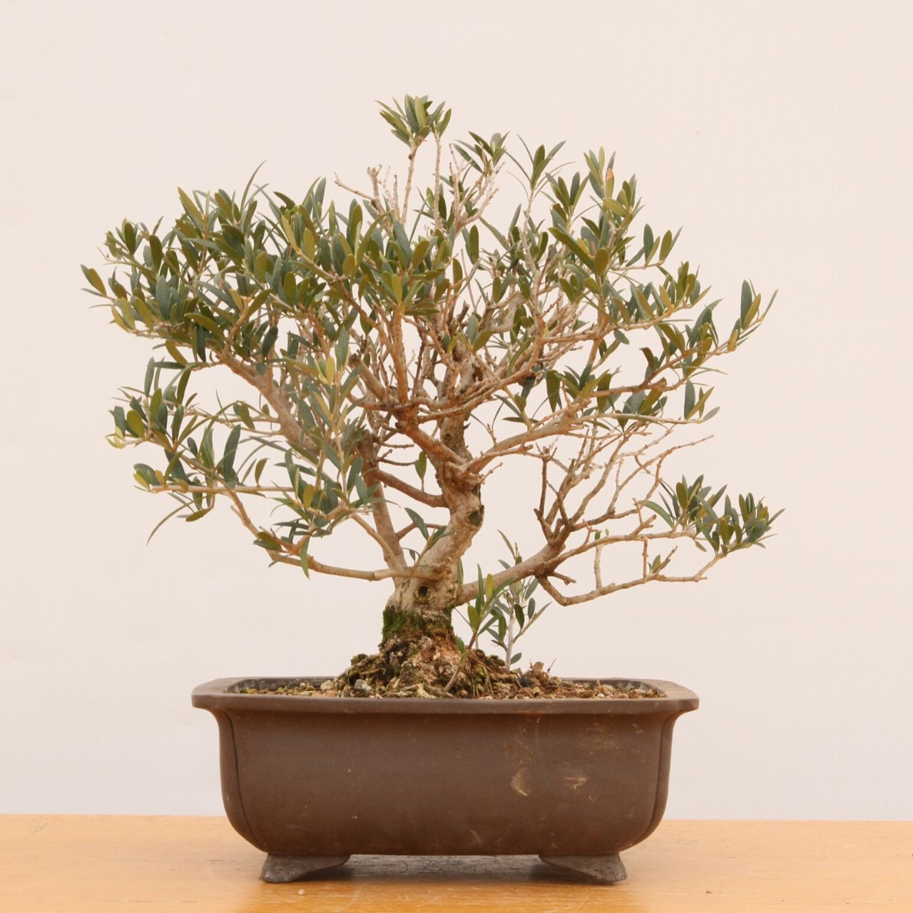Olive In A 8 3 8 Inch Pot New England Bonsai Gardens