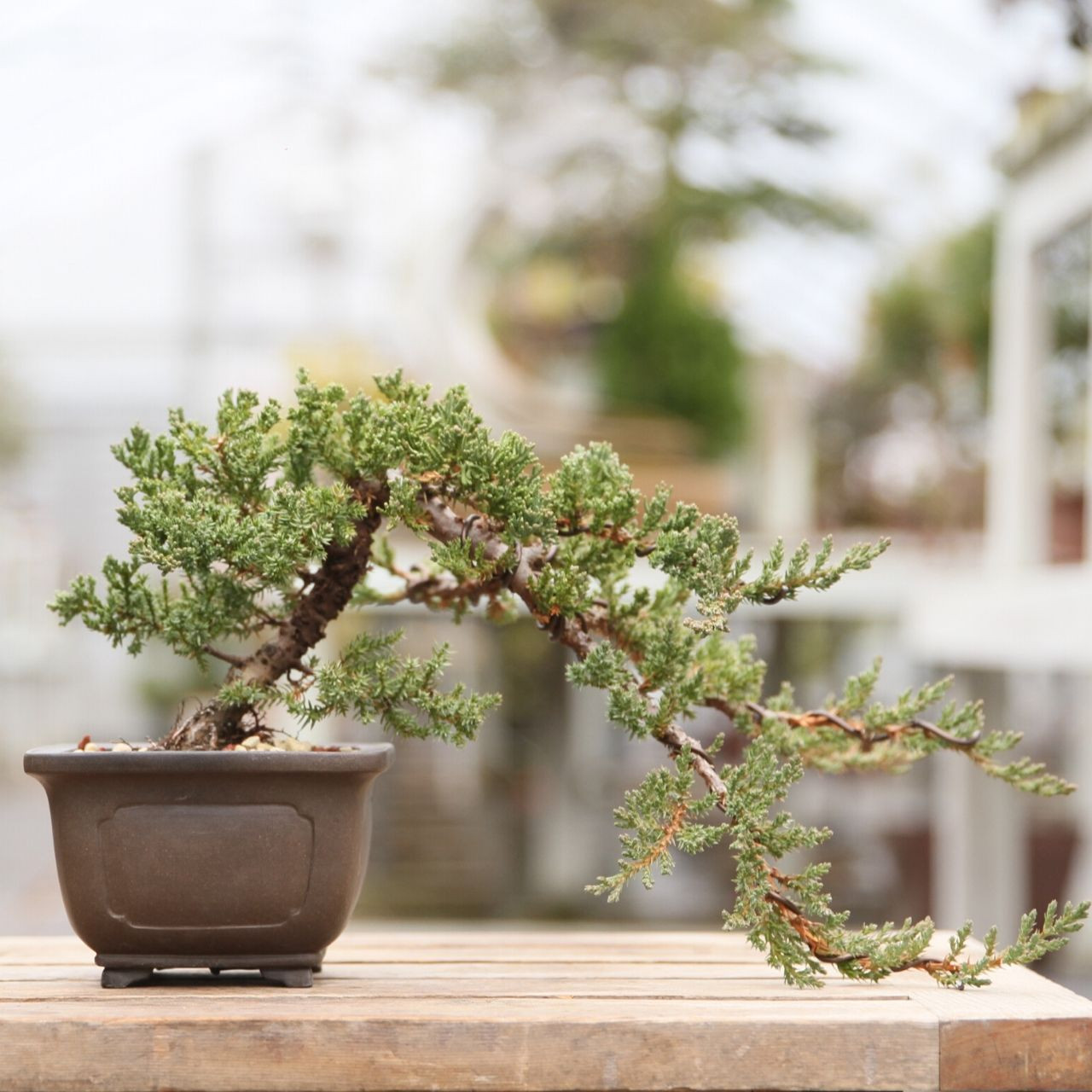 Cascade Juniper In A 5 25 Pot New England Bonsai Gardens