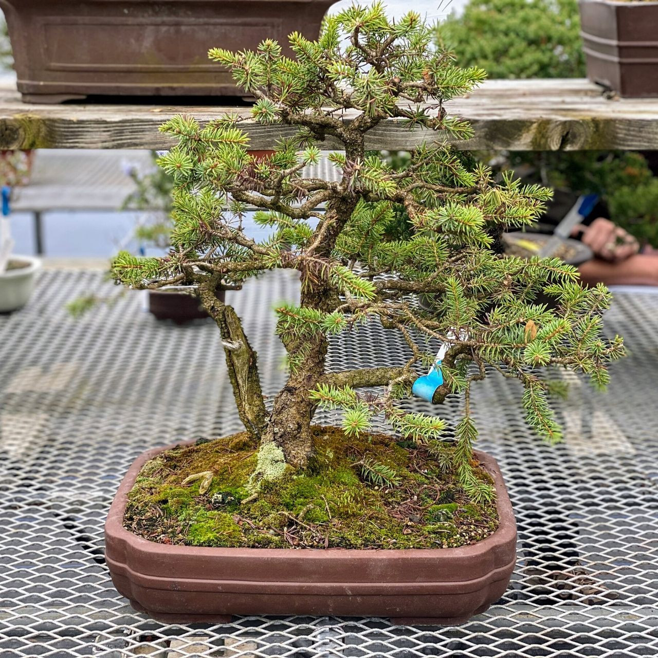 Wholesale Bonsai Nursery New England Bonsai Gardens