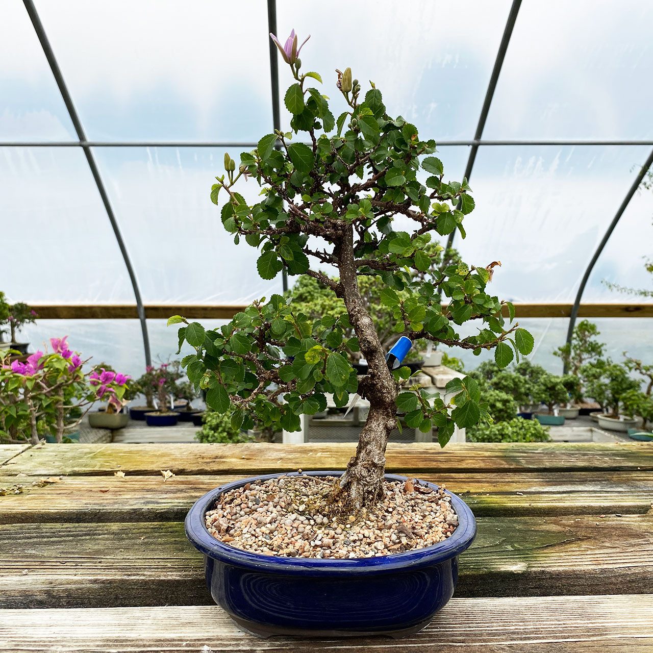 Lavender Star Bonsai Tree | New England Bonsai | UK-2