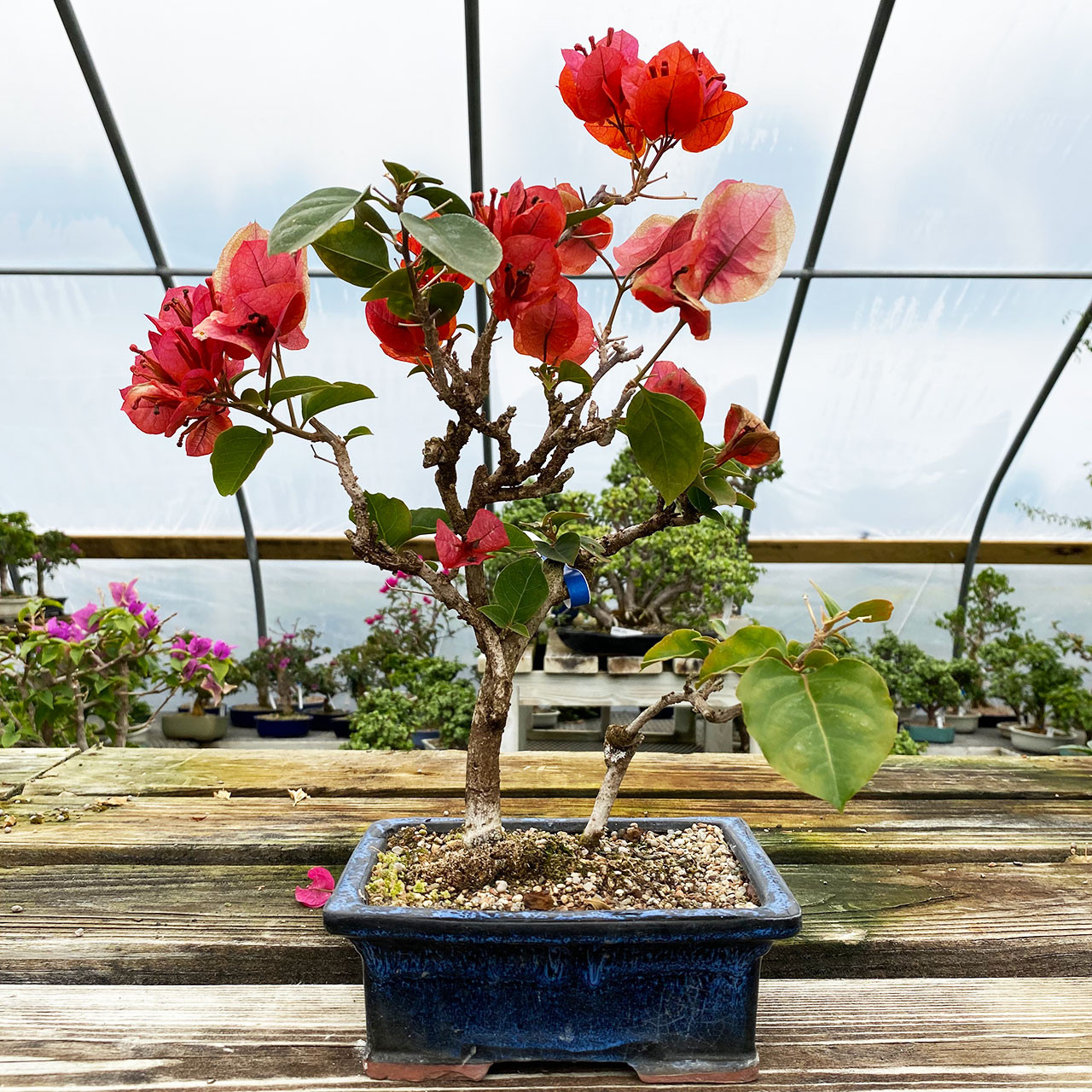 Red Flower Bougainvillea Bonsai Tree I New England Bonsai Uk6