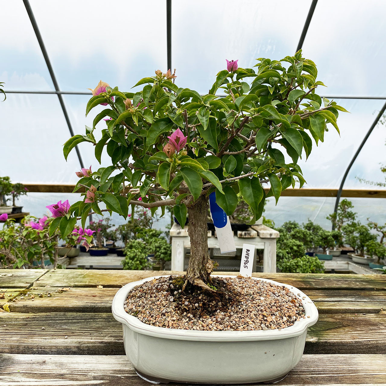 Purple Flower Bougainvillea Bonsai Tree I New England Bonsai Web965