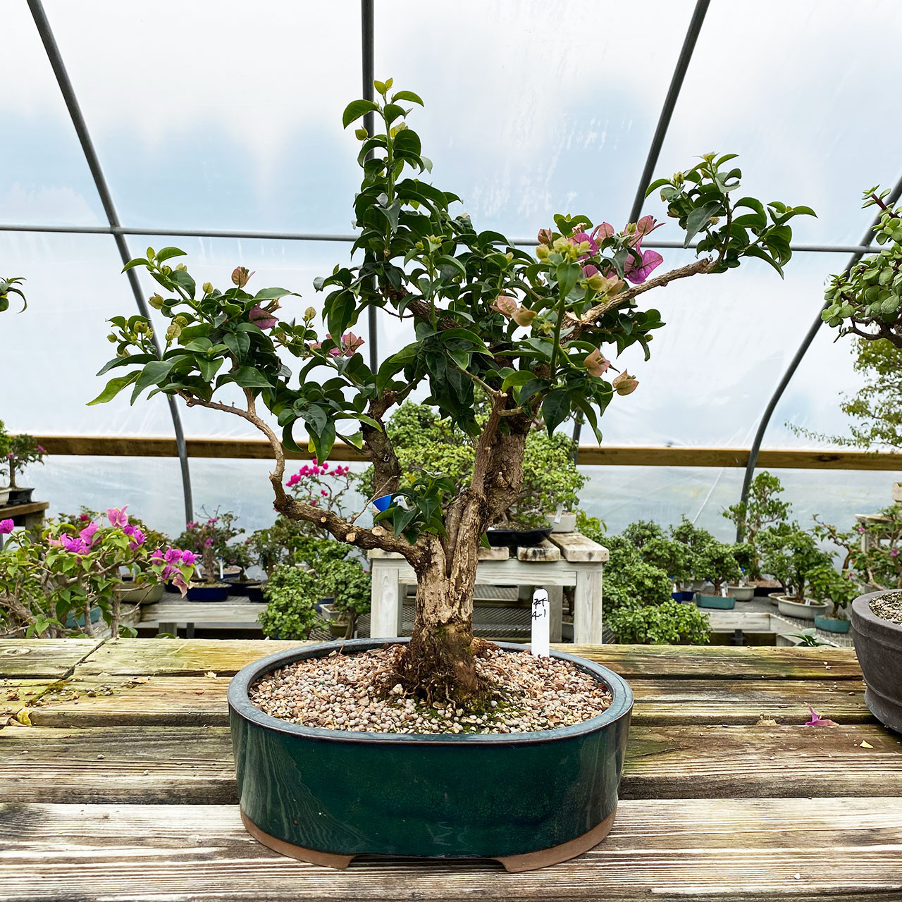 Pink Flowering Pixie Bougainvillea I New England Bonsai Uk 9