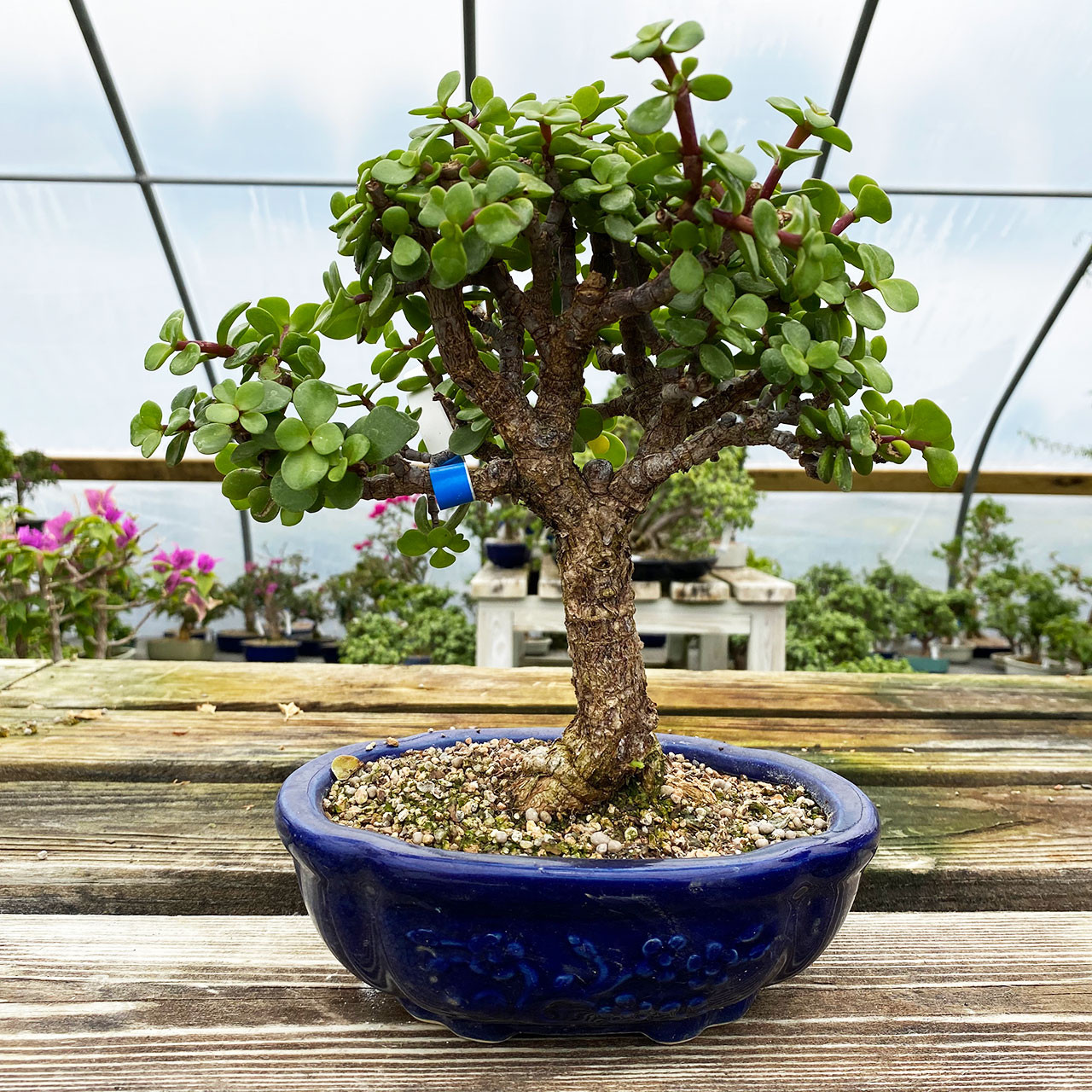 Dwarf Mini Jade Bonsai Tree New England Bonsai Gardens Uk 10