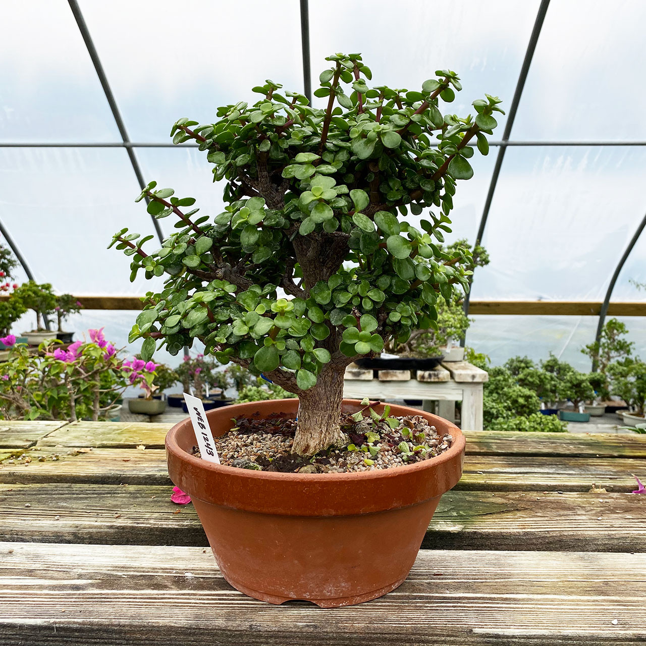 Pre Bonsai Dwarf Mini Jade New England Bonsai Web1243