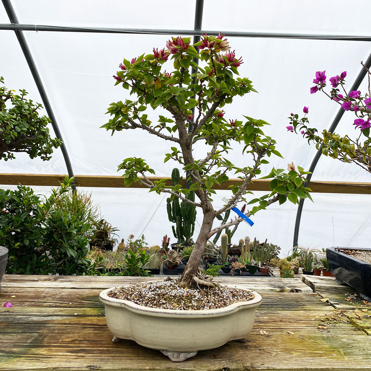 Pixie Bougainvillea Bonsai Tree New England Bonsai Web1004