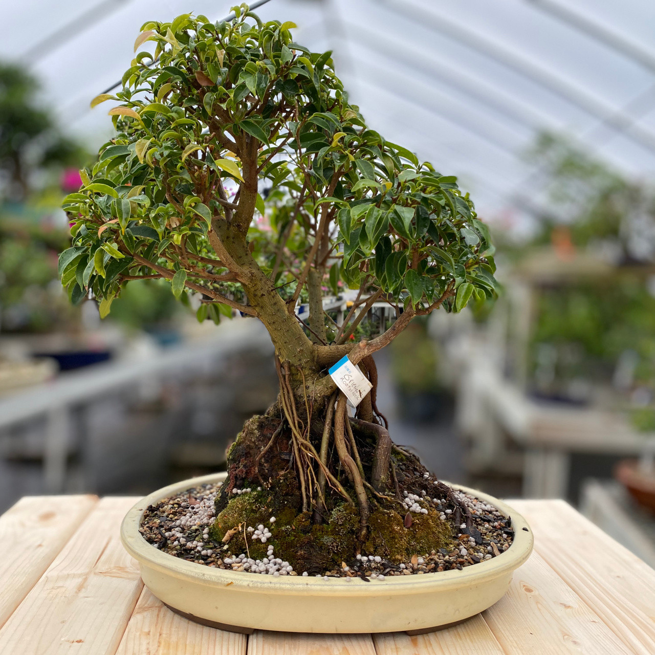 Root Over Rock Ficus Bonsai Tree New England Bonsai Gardens Web816