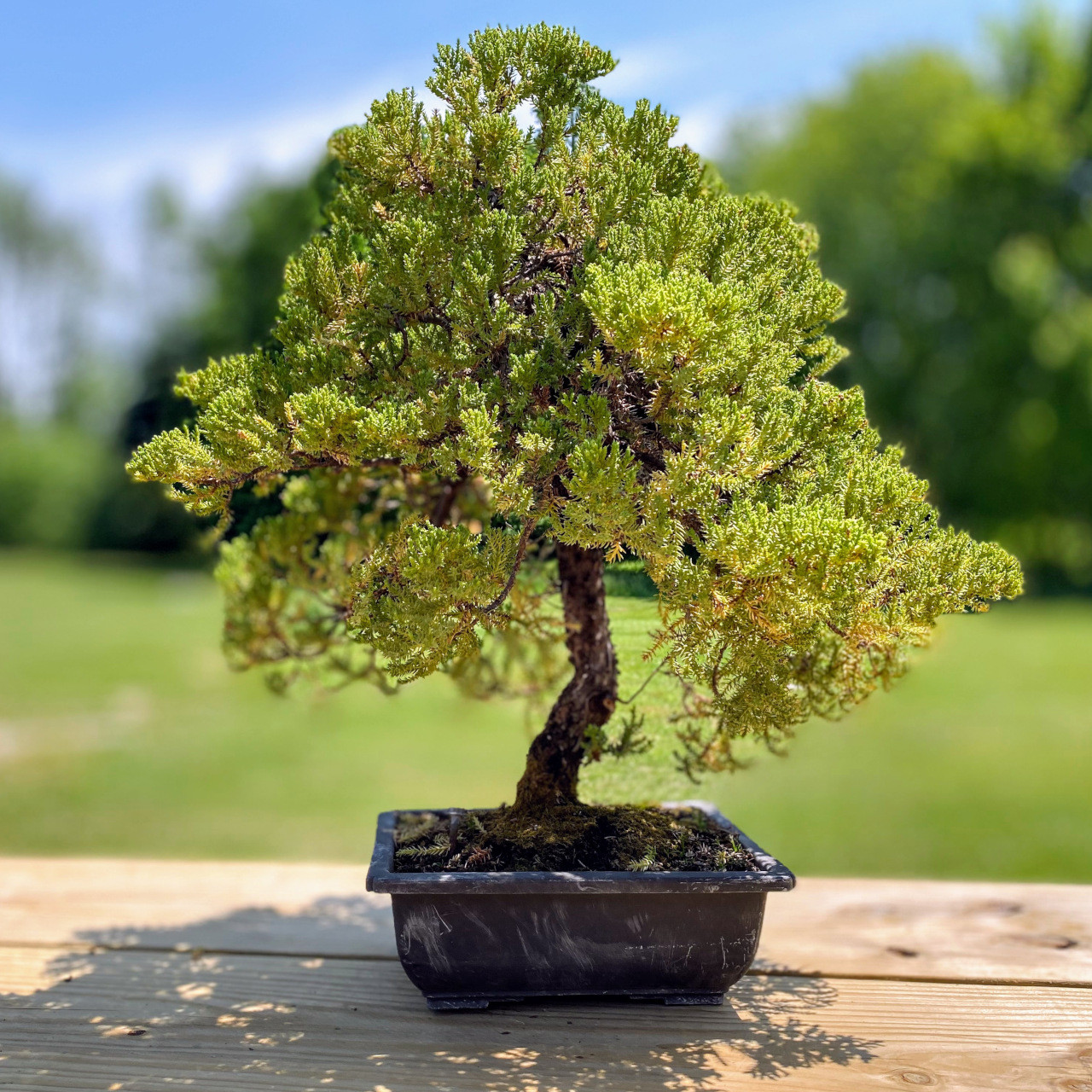 Juniper New England Bonsai Gardens Web3743