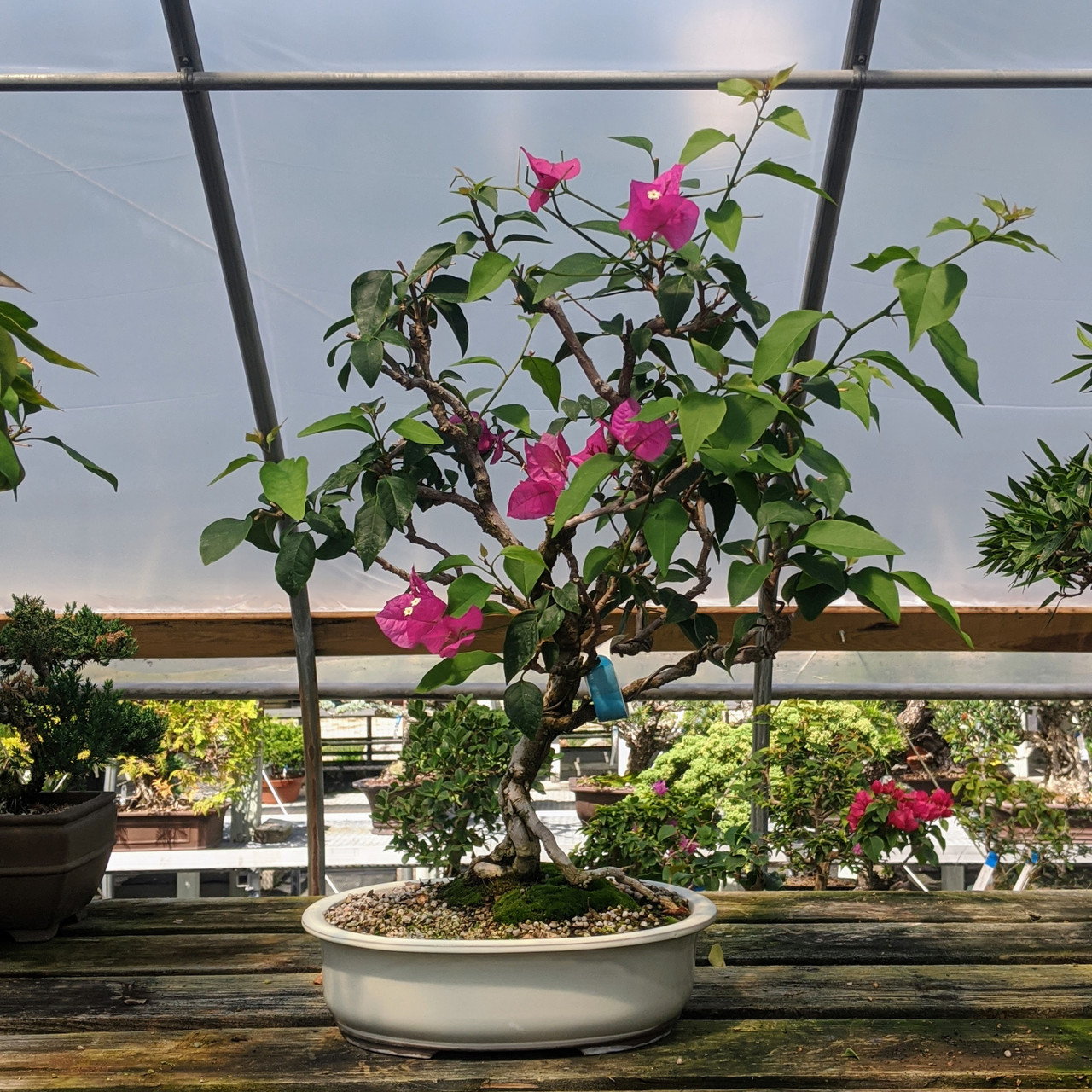 Flowering Bougainvillea Bonsai Tree New England Bonsai Web1317