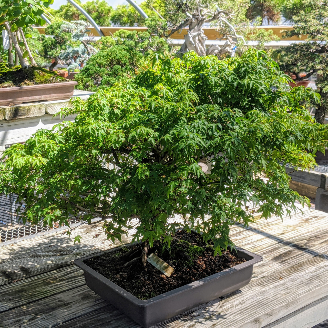 Kiyohime Japanese Maple Bonsai Tree New England Bonsai Web3866 Kiyohime Japanese Maple Bonsai Tree New England Bonsai Web3866